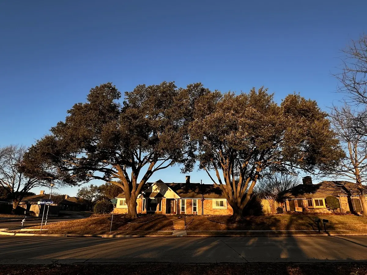 Established residential canopy tree shading a home in Cedar Valley